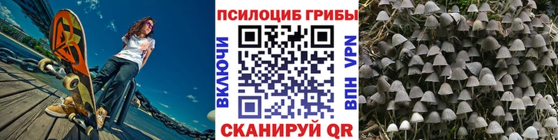 цена   Туран  Псилоцибиновые грибы Cubensis 